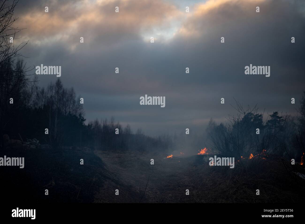 Trockenes Gras brennend im Wald und Wiesen, Abenduntergang Stockfoto