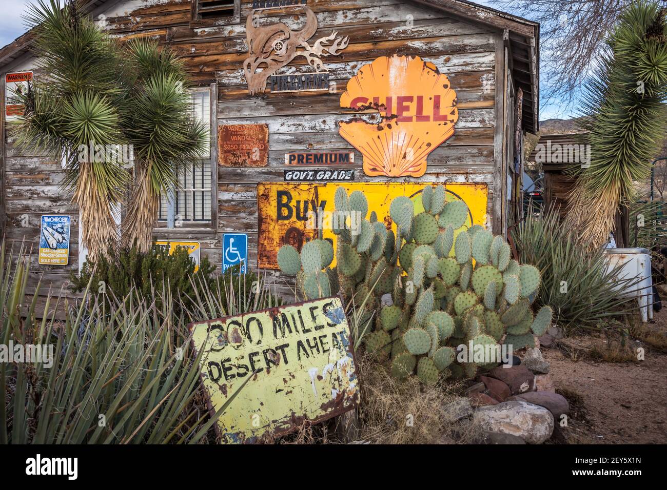 Rostzeichen auf verwittertem Holzhintergrund und Kaktus an Der Hackberry General Store an der historischen Route 66 Stockfoto