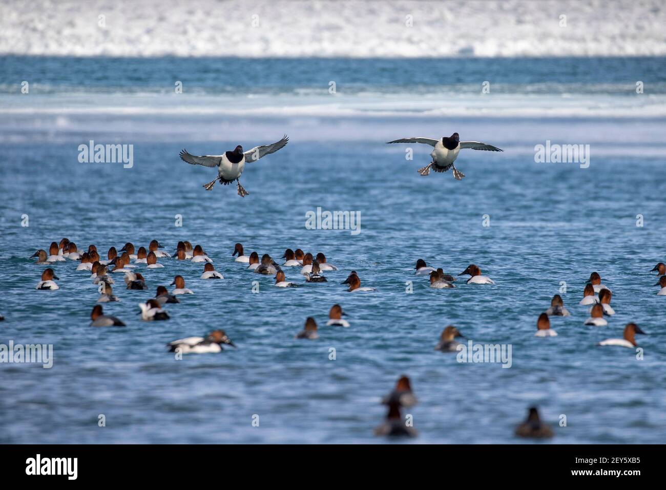 Canvasback Enten absteigend, um eine Herde auf dem Wasser zu verbinden. Stockfoto