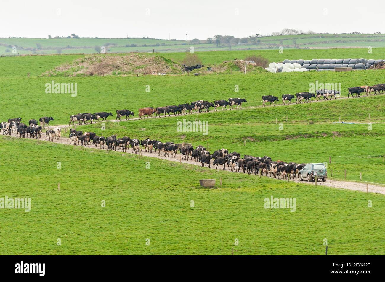 Timoleague, West Cork, Irland. März 2021, 5th. Eine Herde Milchkühe, die dem Timoleague-Bauern David Deeasy gehört, werden an einem kalten Tag in West Cork zum Melken gebracht. Quelle: AG News/Alamy Live News Stockfoto