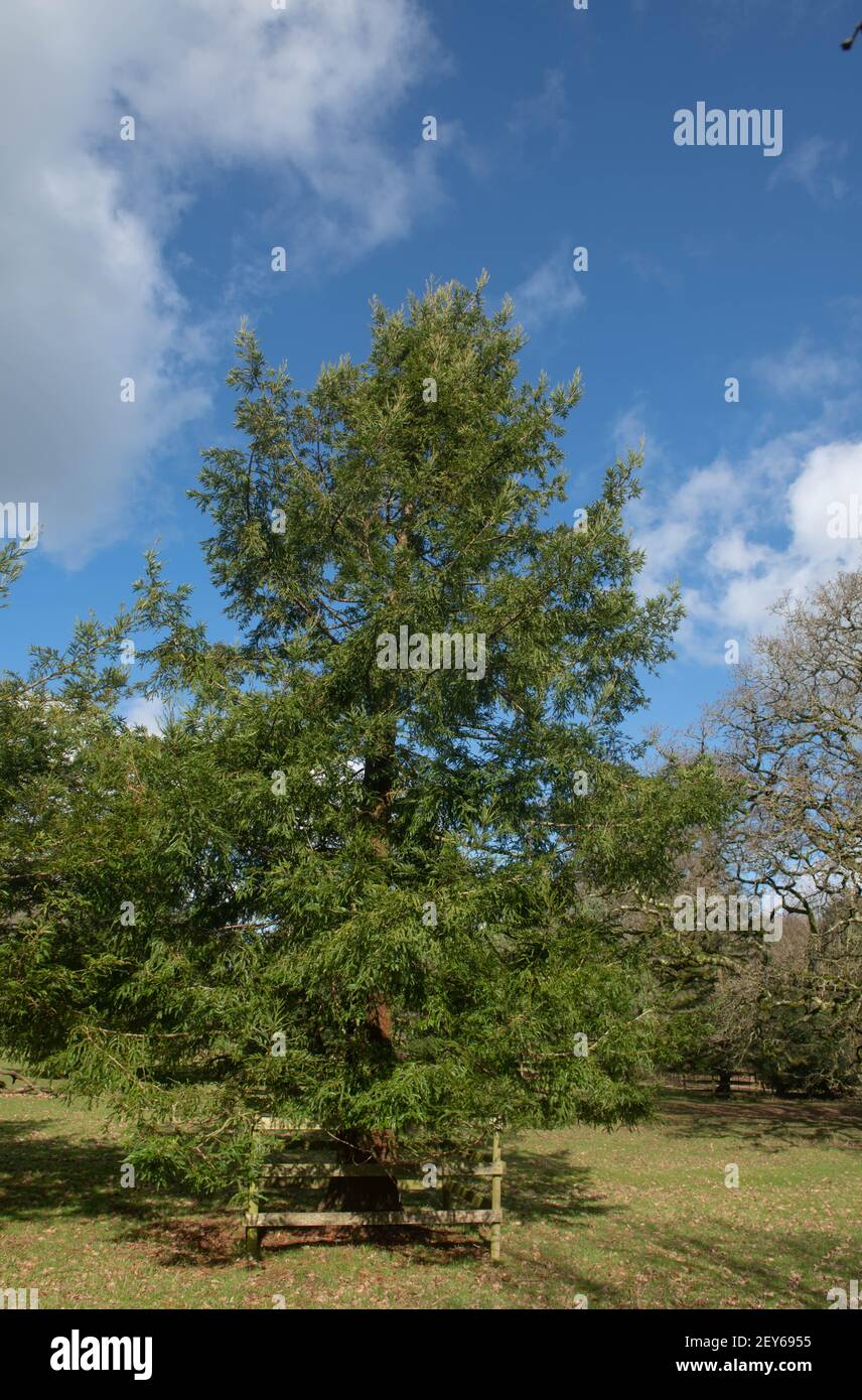 Winterfoliage eines immergrünen kalifornischen oder Küstenmammutbaum (Sequoia sempervirens), der in einem Park in Rural Devon, England, Großbritannien wächst Stockfoto