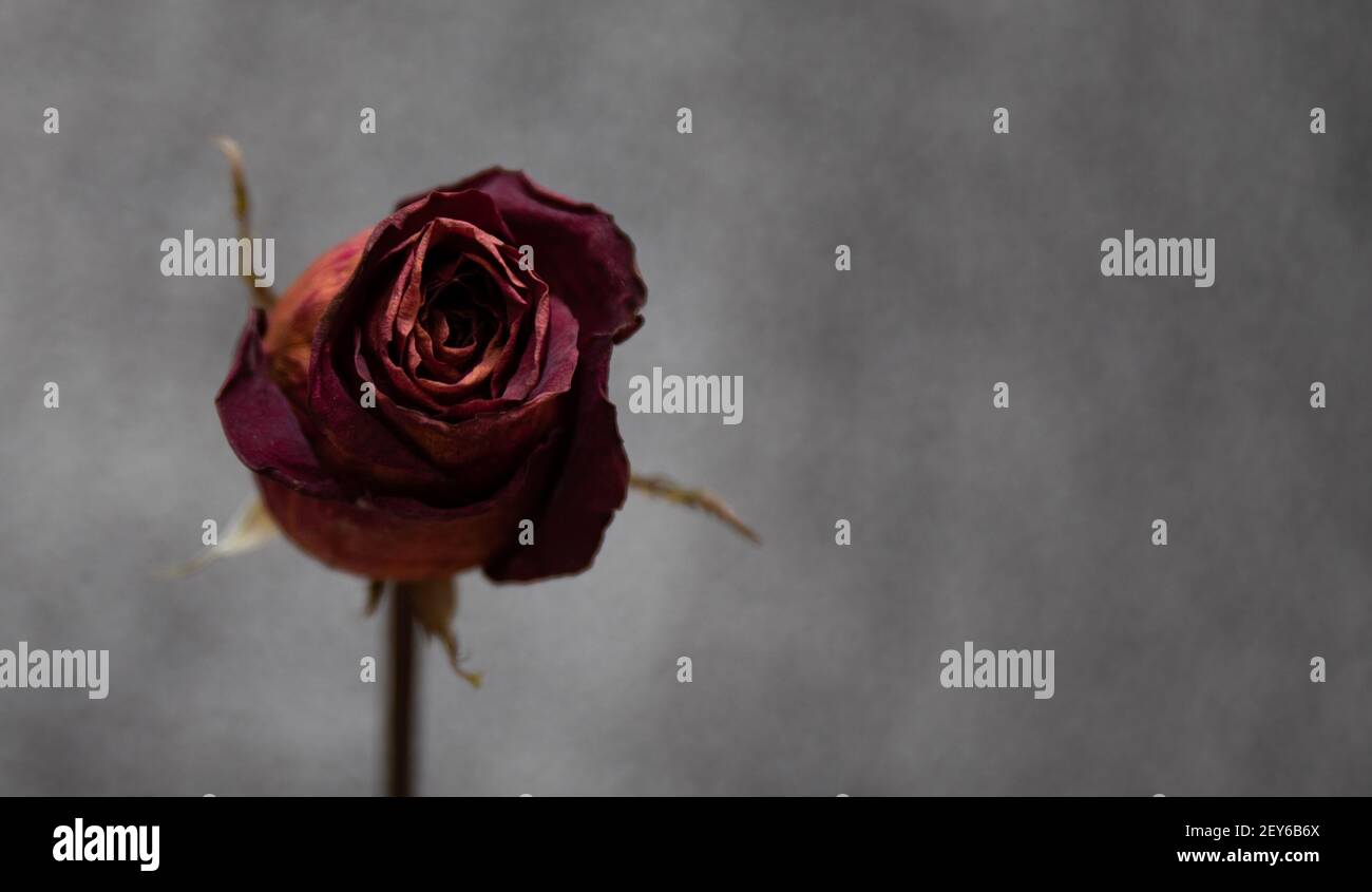 Ein dunkles und launiges Foto einer ausgetrockneten roten Rose auf grauem Grund. Stockfoto