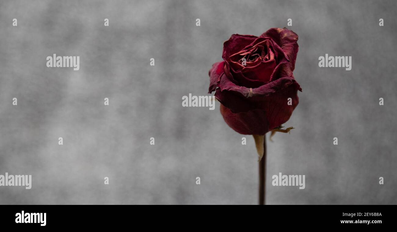Ein dunkles und launiges Foto einer ausgetrockneten roten Rose auf grauem Grund. Stockfoto