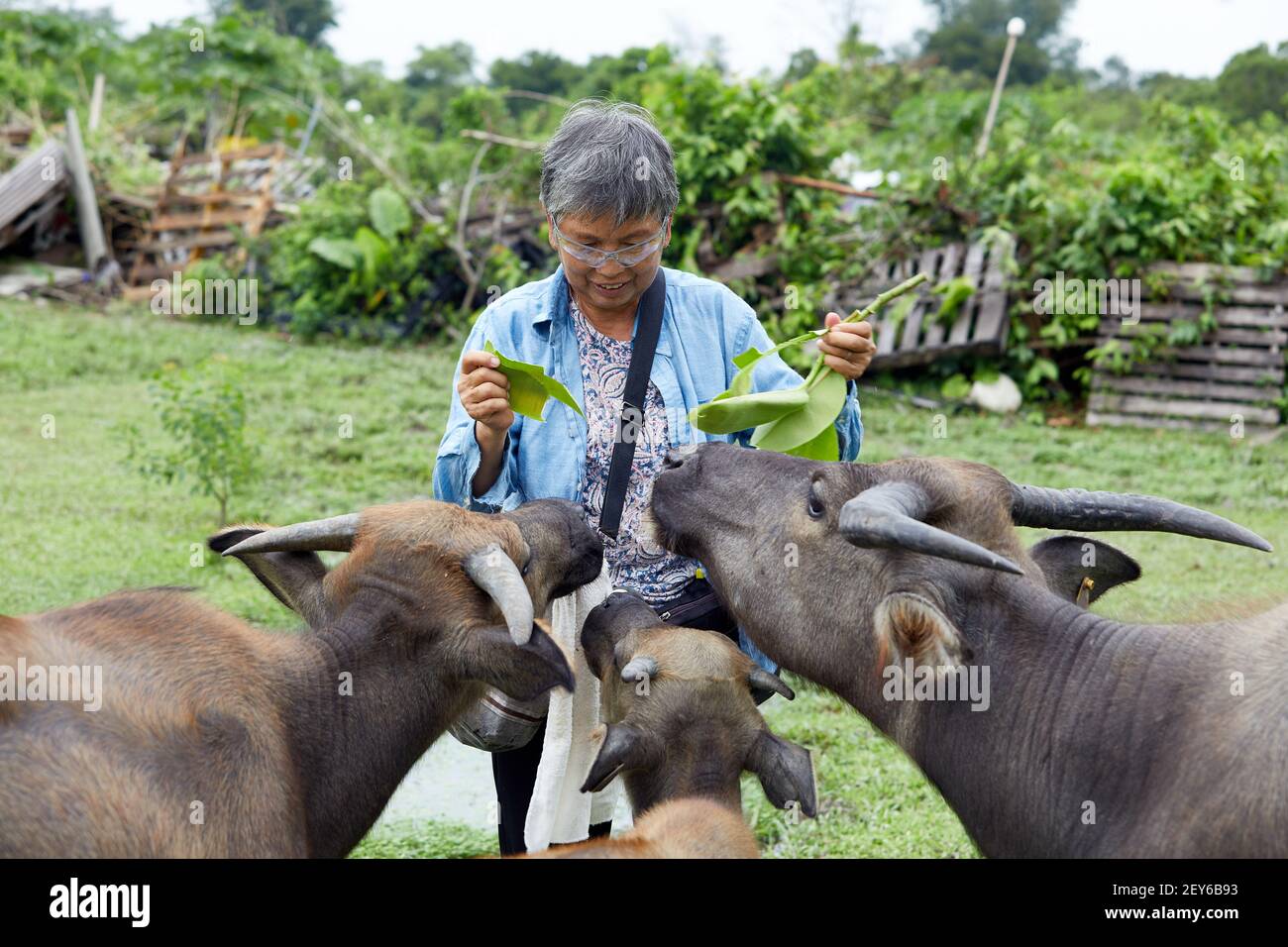 Jean Leung Siu-wah, lokal bekannt als Büffelmutter, oder Büffelflüsterer, ist seit 2008 für das Wohlergehen der Tiere tätig. Foto von Stockfoto