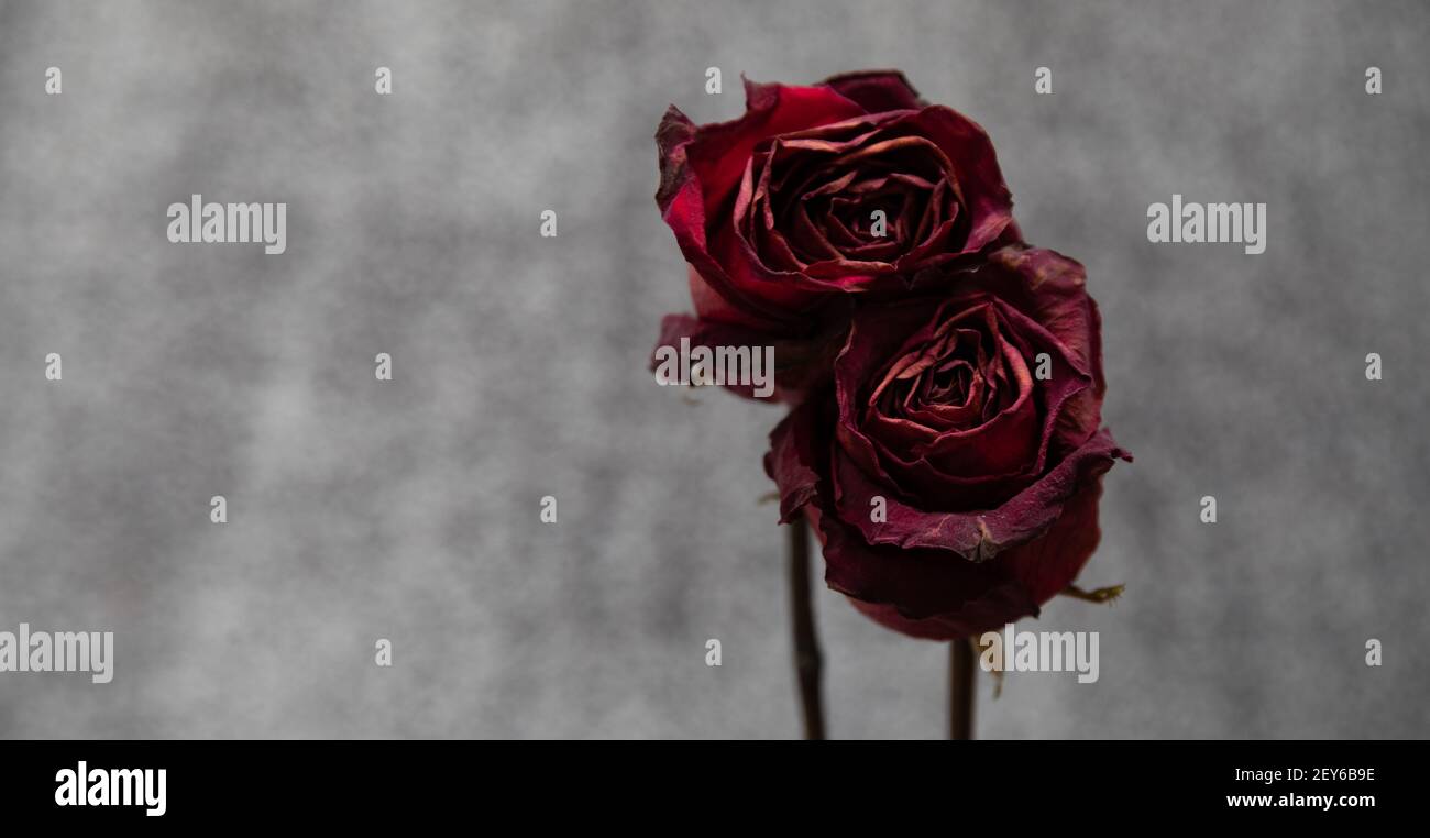 Ein düsteres und launiges Foto von zwei ausgetrockneten roten Rosen auf grauem Grund. Symbolisiert den Tod einer Beziehung. Stockfoto