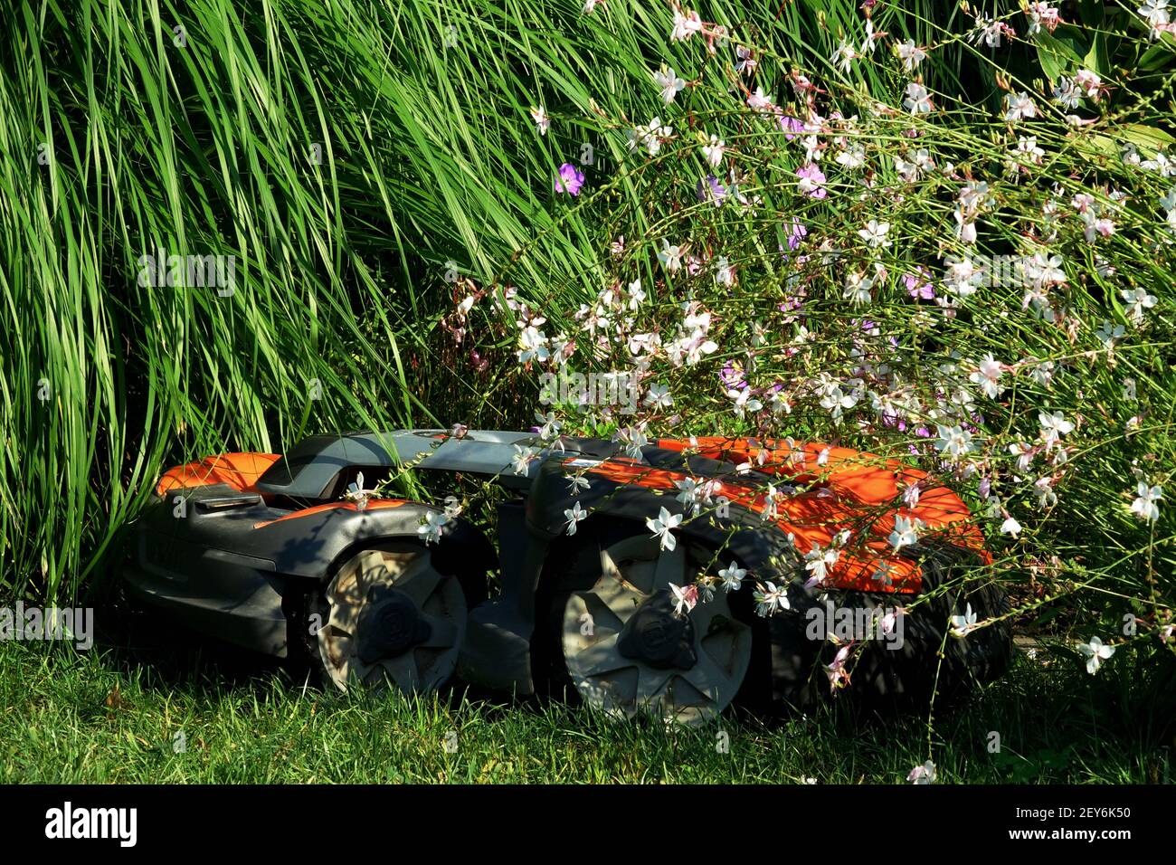 Rasenmäher Roboter Rasenmäher Mähen Rasen Garten Schneiden Gras Grenze Stockfoto