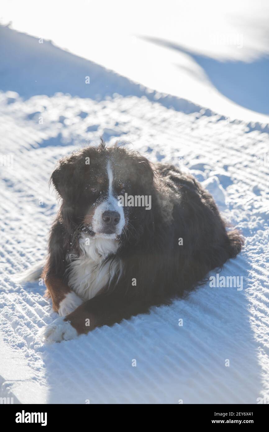 Großer, schwarz-brauner und weißer Berner Sennenhund, der im Winter tagsüber im Schnee liegt und auf die Kamera blickt, schwarzes Fell, weißes Gesicht, weiße Spitze auf der Pfote Stockfoto