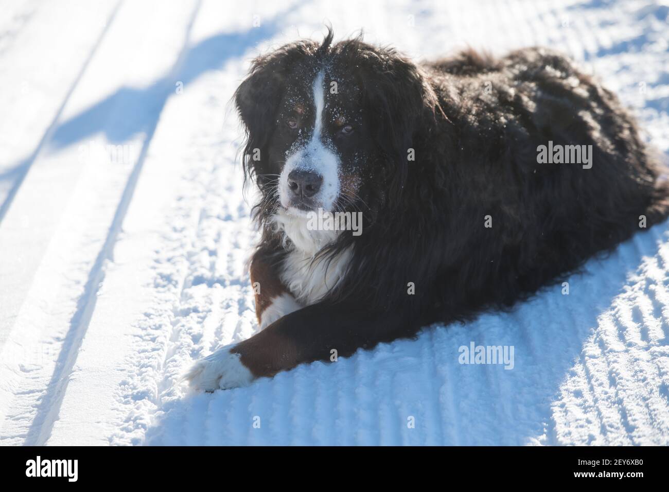 Großer, schwarz-brauner und weißer Berner Sennenhund, der im Winter tagsüber im Schnee liegt und auf die Kamera blickt, schwarzes Fell, weißes Gesicht, weiße Spitze auf der Pfote Stockfoto