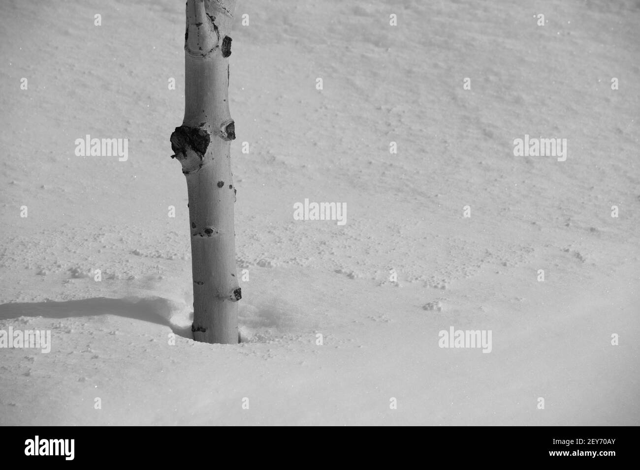 Nahaufnahme des Stammes der Birke in tiefem Schnee im Winter Wetter kaltes Klima Neuschnee fallen leeren Raum für Typ horizontalen Winter-Format Hintergrund Stockfoto