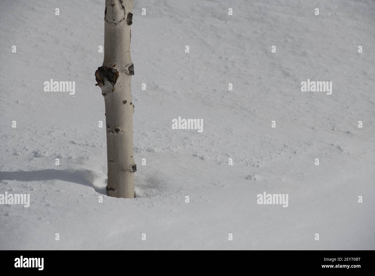 Nahaufnahme des Stammes der Birke in tiefem Schnee im Winter Wetter kaltes Klima Neuschnee fallen leeren Raum für Typ horizontalen Winter-Format Hintergrund Stockfoto