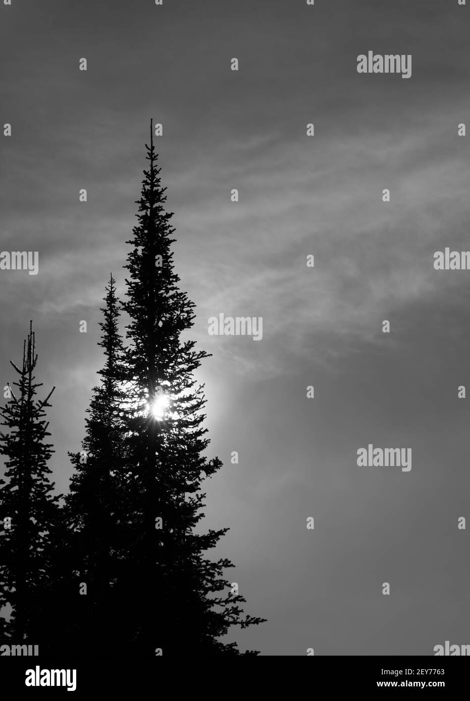 Hohe Baumhütte Pinien Silhouetten gegen grauen Himmel wispy Wolke helle Sonne hinter Baumzweigen Baum vertikalen Format Tempo für Typ schwarz und weiß Stockfoto