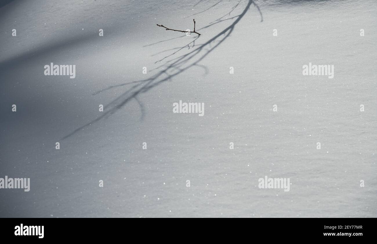 Isolierter Zweig im Schnee im Winter Wetterschatten von der Sonne in Neuschnee gegossen leeren weißen Raum für Typ horizontalen Winter Hintergrund lonf Schatten Stockfoto