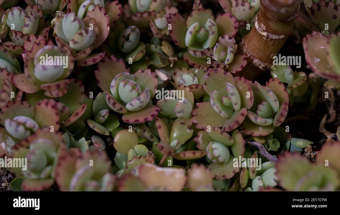 Mutterpflanze Sämlinge wachsen am Boden der Pflanzer, kleine kleine Sämlinge beginnen zu wachsen. Stockfoto