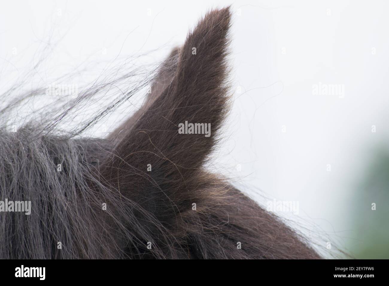 Pferde hören spitz und warten auf Befehl Stockfoto