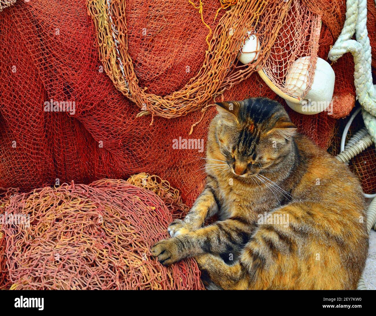 Katze beim Nickerchen auf Fischernetzen im Hafen von Dubrovnik, Kroatien Stockfoto