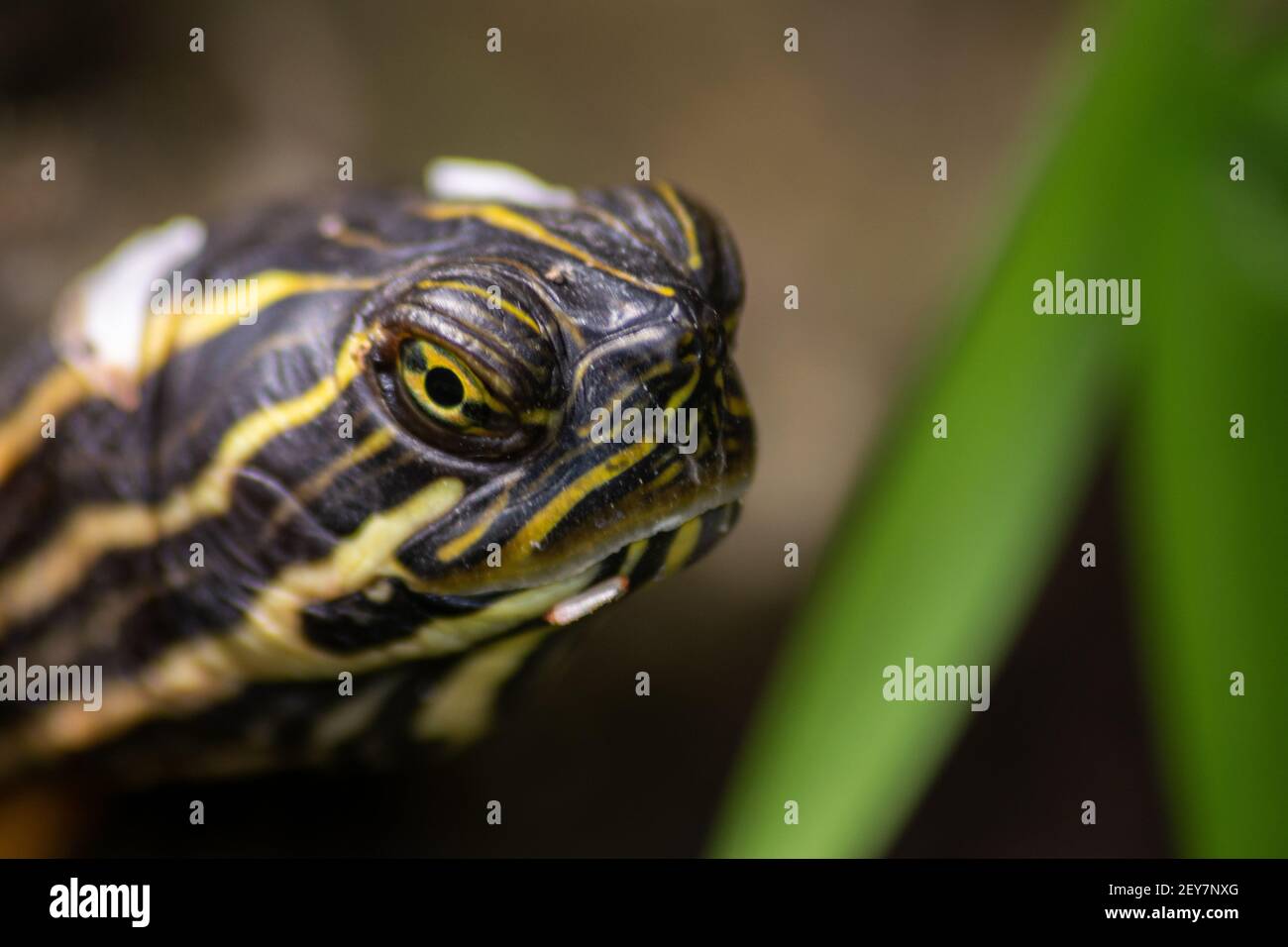 Turtle Trachemys Venusta, Emydidae Ausstieg aus dem Winterschlaf zu Beginn der Frühjahrssaison, Schildkrötenkopf aus der Nähe. Stockfoto