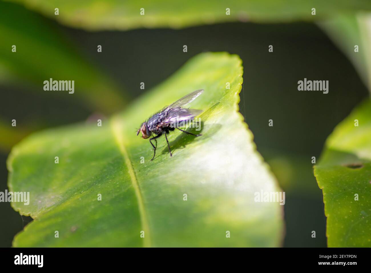 Fliege, Calliphora Vicina auf einem größeren Zitronenbaumblatt Stockfoto