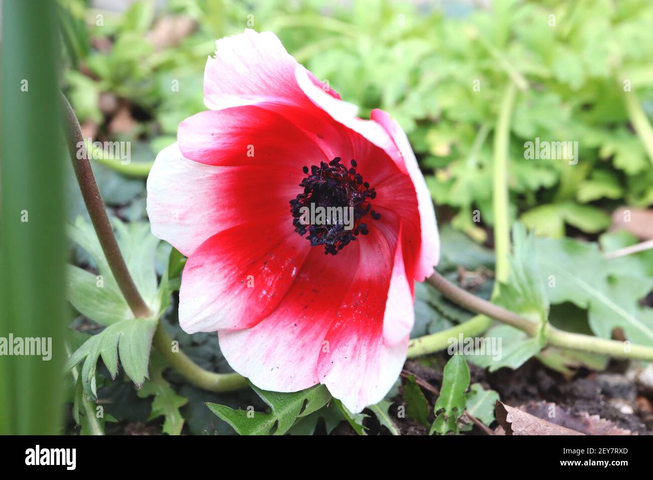 Anemone coronaria ‘Bicolor’ Poppy Anemone Bicolor – weiße Blume mit rotem Ring und rotem rosa Basalring, März, England, Großbritannien Stockfoto