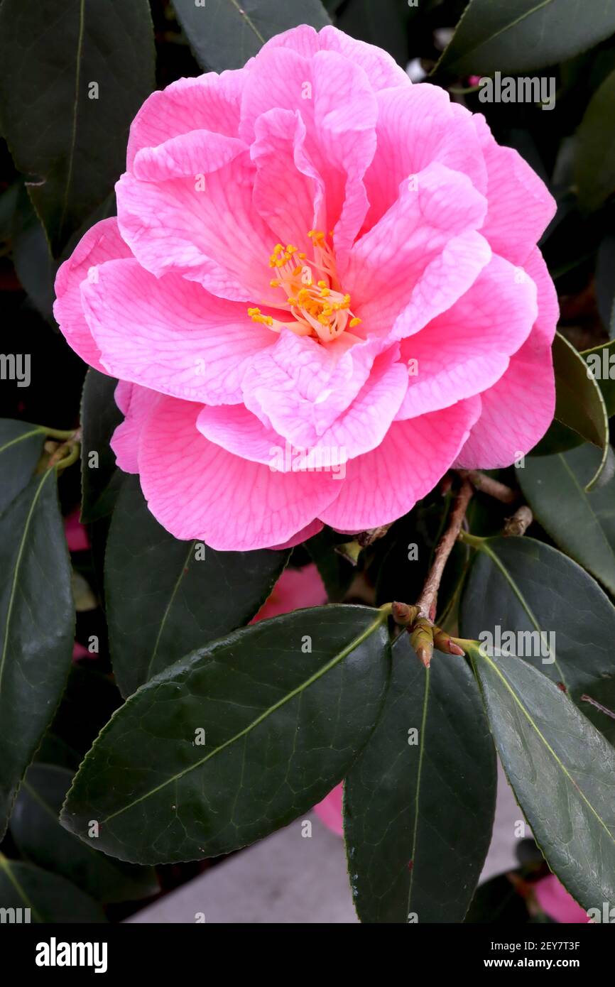 Camellia x williamsii ‘Cornish Spring’ Camellia Cornish Spring – rosa halbdoppelte Blüten mit rosa Adern, März, England, Großbritannien Stockfoto