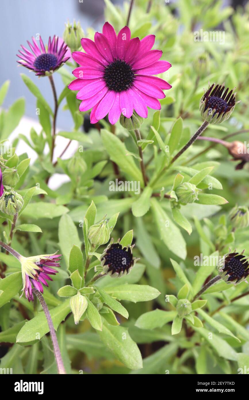 Osteospermum ecklonis ‘Tradewinds Deep Purple’ dunkelviolette afrikanische Gänseblümchen – regnerisch verwüstete violette Gänseblümchenähnliche Blume mit schwarzem Zentrum, März, England, Großbritannien Stockfoto