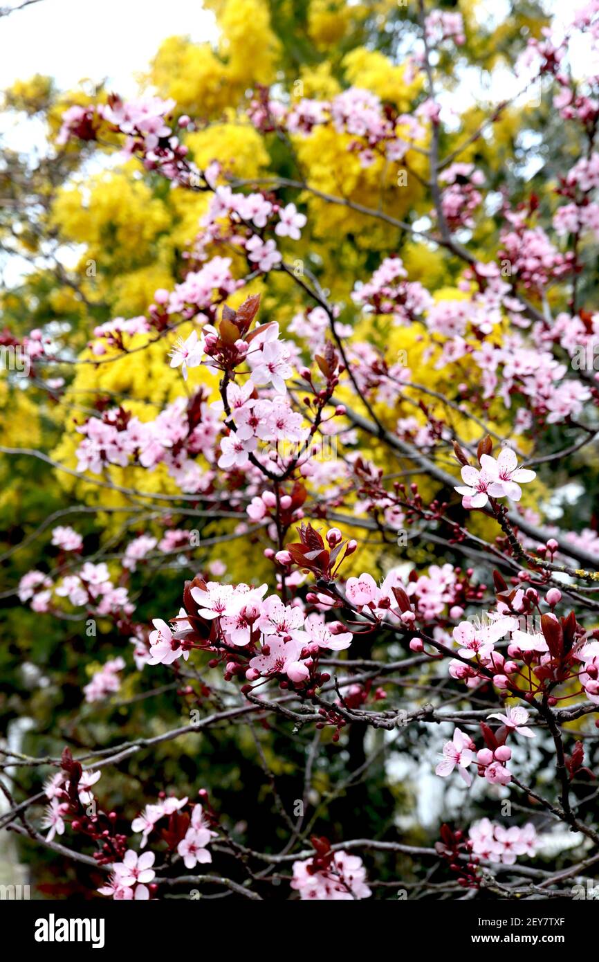 Prunus cerasifera ‘Nigra’ purpurne Kirschpflaume – kleine schalenförmige rosa Blüten mit vielen Staubblättern, roten Stielen, braunen Blättern, März, England, VEREINIGTES KÖNIGREICH Stockfoto