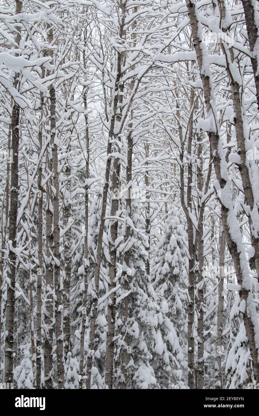 Schneebedeckte verlassene Gasse mit Bäumen. Ruhig, ruhig, gemütlich, Winter, magische Stimmung. Gartenarbeit der städtischen Umwelt, ein Ort für Ruhe und Spaziergänge. Stock Foto mit leerem Platz für Text. Stockfoto