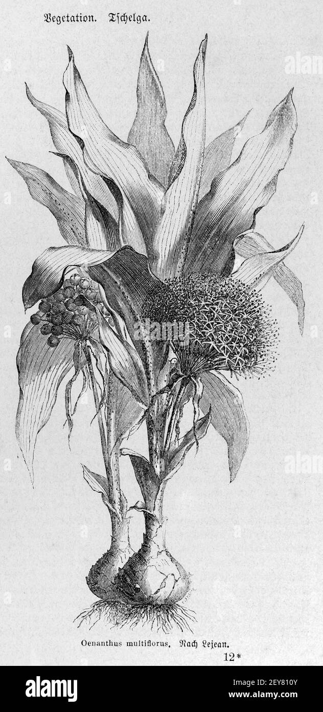Pflanze der Inschrift Oenanthus multiflorus ist unbekannt, Richard Andree, Abessina, Äthiopien, Ostafrika, Abessinien, Land und Volk, Leipzig 1869 Stockfoto