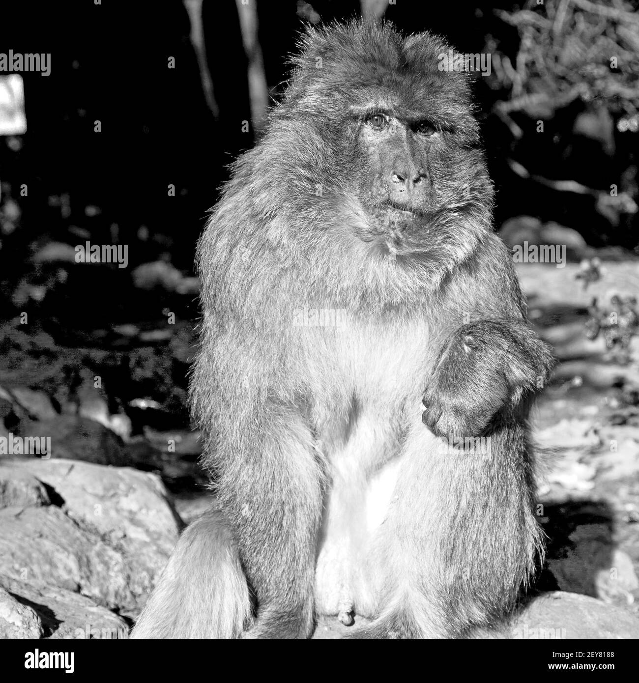 Alter Affe in afrika und natürlicher Hintergrund Stockfoto