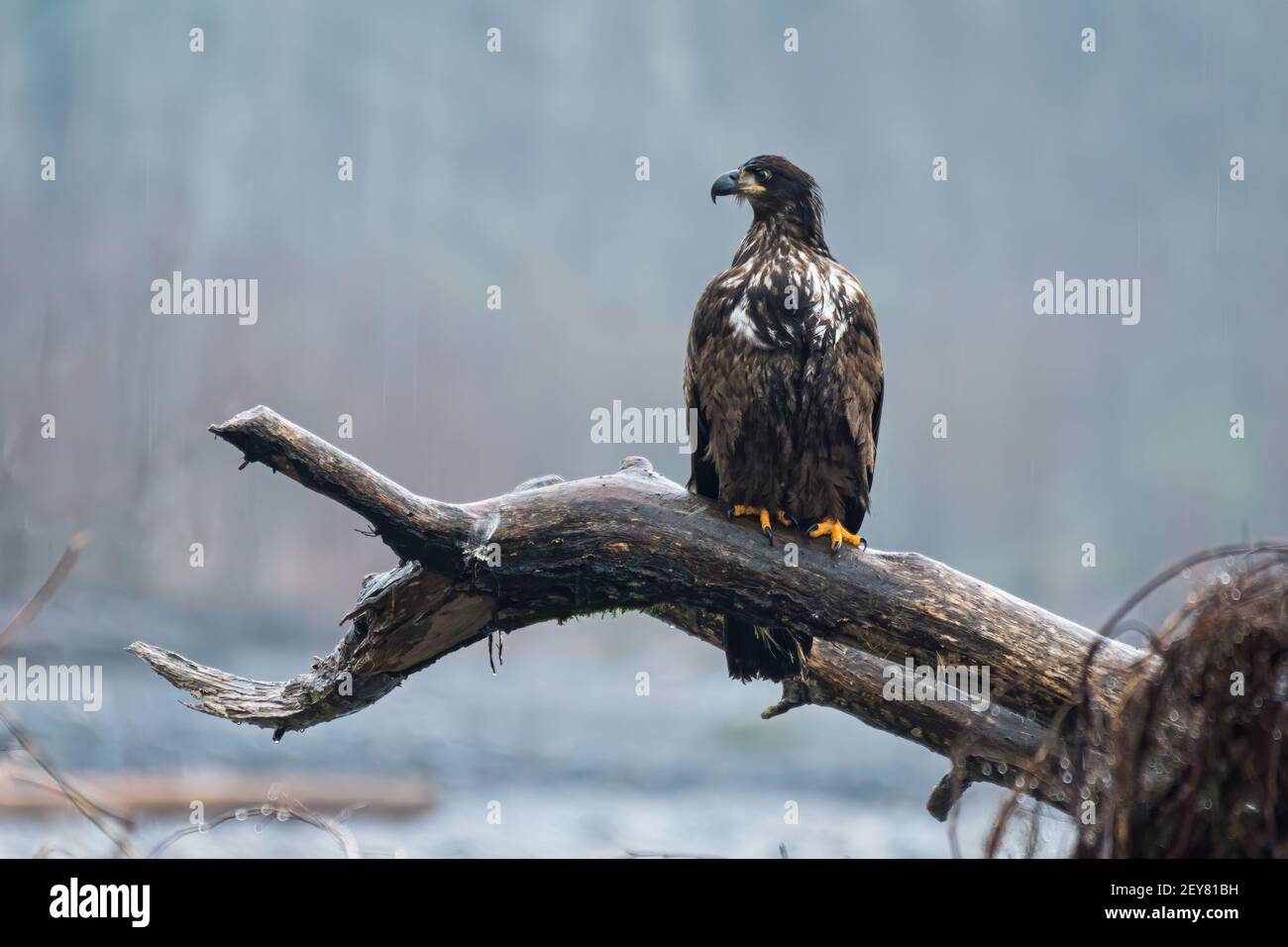 Unreifer Weißkopfseeadler beobachtet, während er auf einem großen Gefallenen thront Baum an einem nebligen Morgen entlang des Nooksack River in Washington State Stockfoto