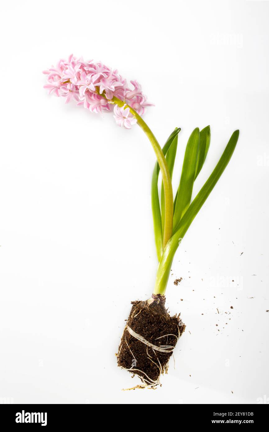 Hyazinthe-Pflanze mit rosa Blüten, Zwiebeln und Wurzeln auf weißem Grund Stockfoto