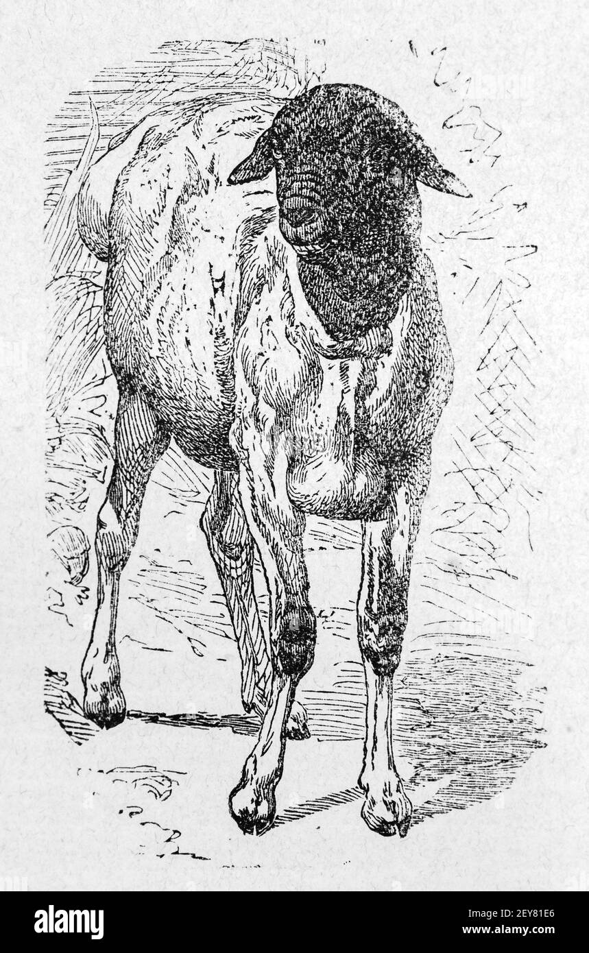 Vorderansicht eines fetten Schafes, Dr. Richard Andree, Abessina, Äthiopien, Ostafrika, Abessinien, Land und Volk, Leipzig 1869 Stockfoto