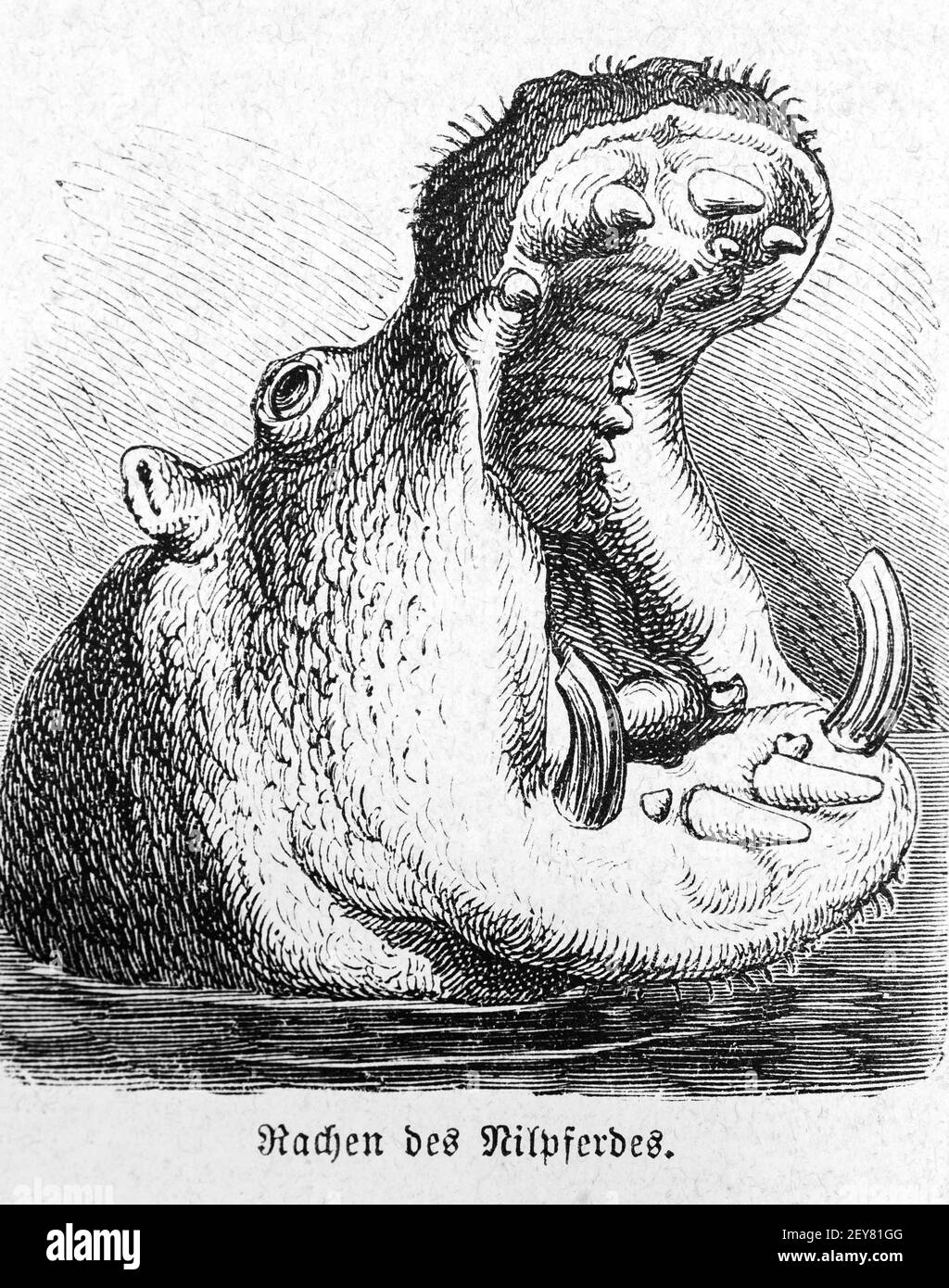 Rachen eines Hippopotamus, Dr. Richard Andree, Abessina, Äthiopien, Ostafrika, Abessinien, Land und Volk, Leipzig 1869 Stockfoto