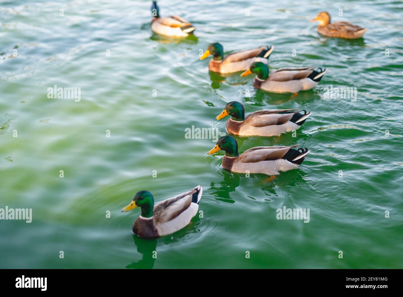 Wilde Enten, die im Teich des Parks auf dem Wasser schwimmen Stockfoto