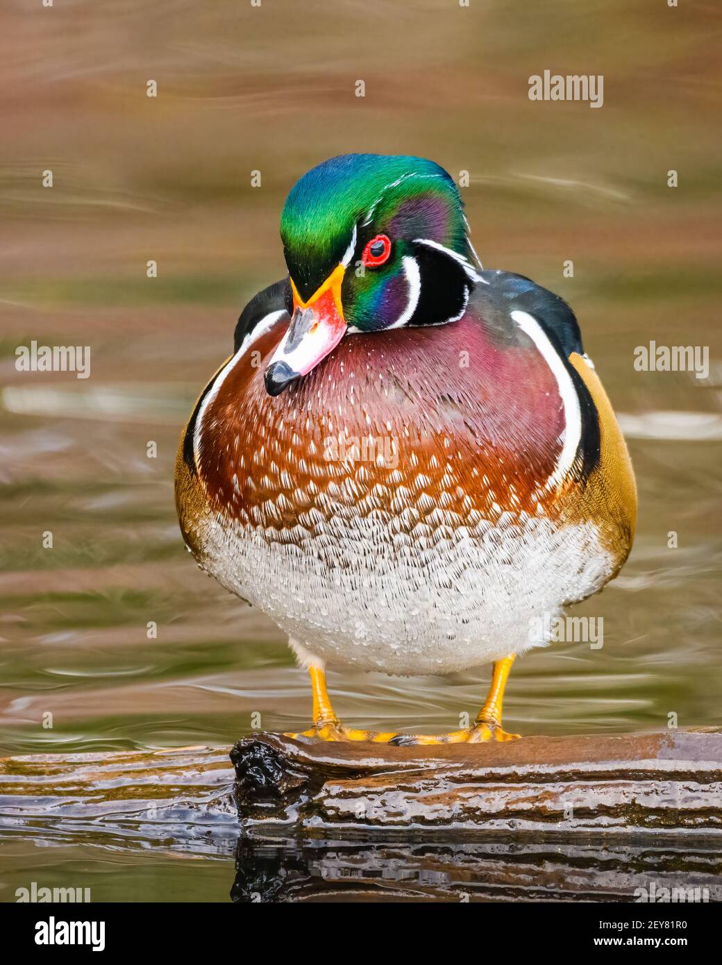 Nahaufnahme der dicken männlichen Holzente auf dem Baumstamm bei Yellow Lake in Sammamish im Bundesstaat Washington Stockfoto