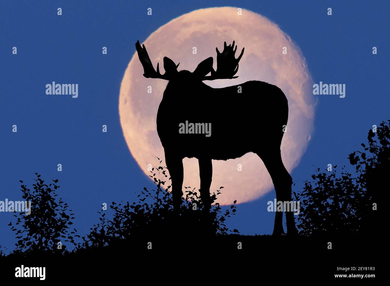 Der Mond Und Der Stier Stockfotos Und Bilder Kaufen Alamy