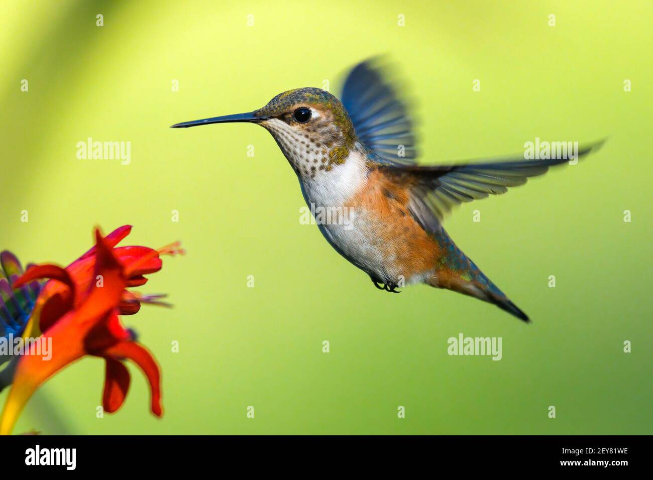 Rufos Kolibri in schweben Pose über einer Crocosmia Blume in Das Snoqualmie Valley des Staates Washington im Sommer Stockfoto