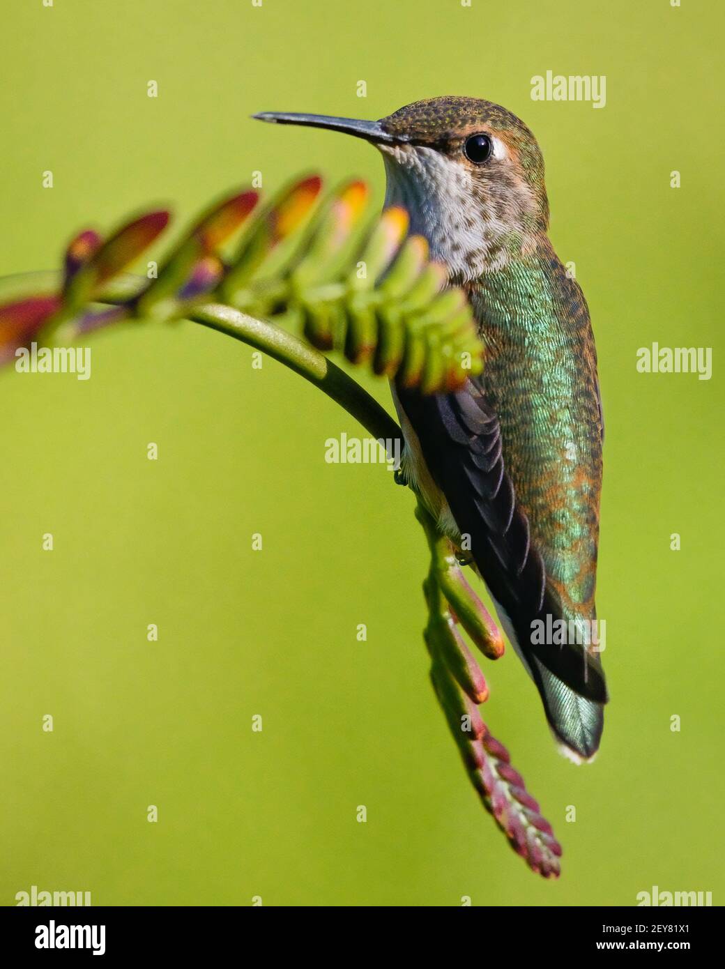 Rufous Kolibri mit seiner orangefarbenen Markierung steht auf Crocosmia Blume Im Snoqualmie Valley im Westen Washingtons während des Sommerbesuches Stockfoto