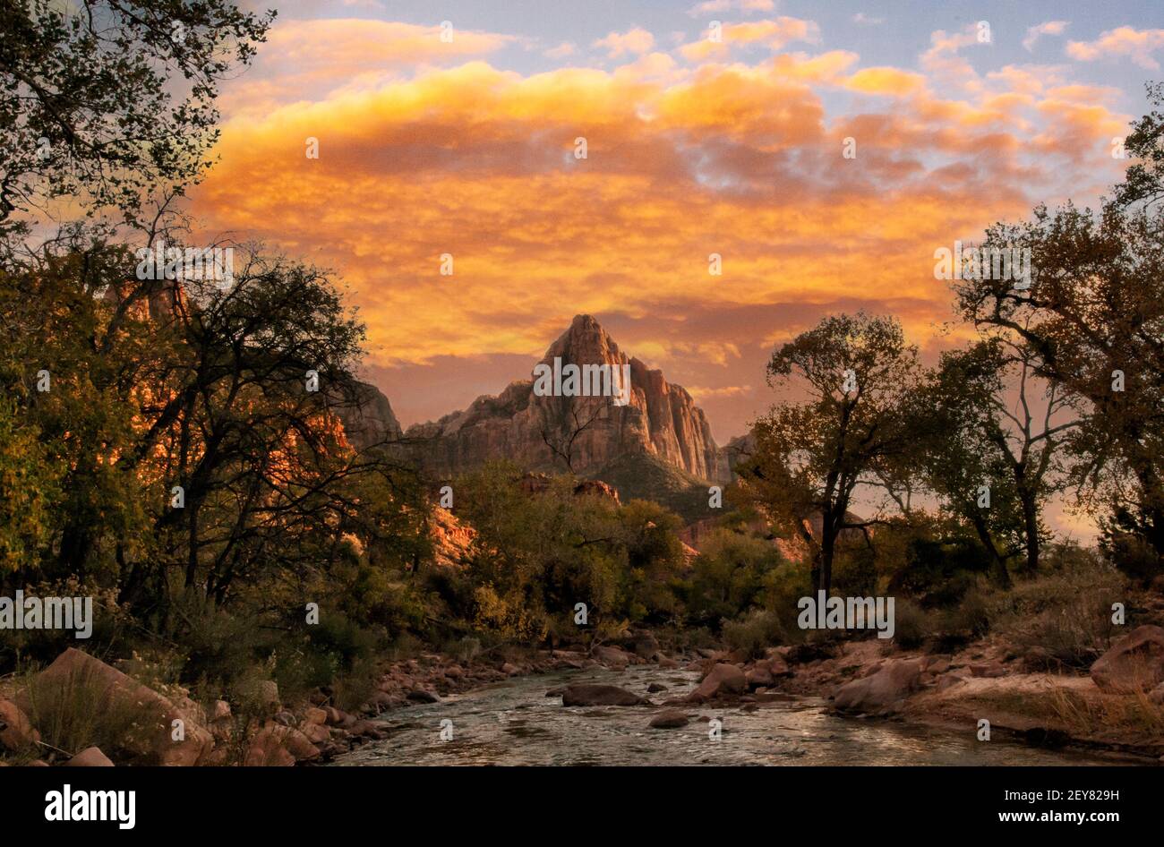 Utah, Zion National Park, Herbst, Herbstfarben. Stockfoto