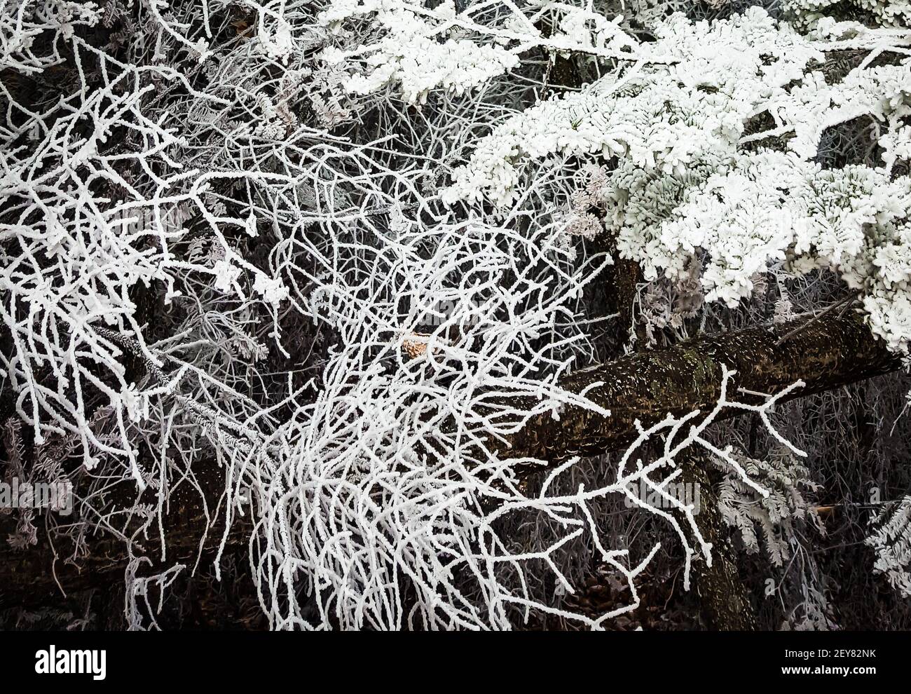 Nahaufnahme von frostbedeckten Fichtenzweigen in der Winter mit Details und Strukturmustern Stockfoto