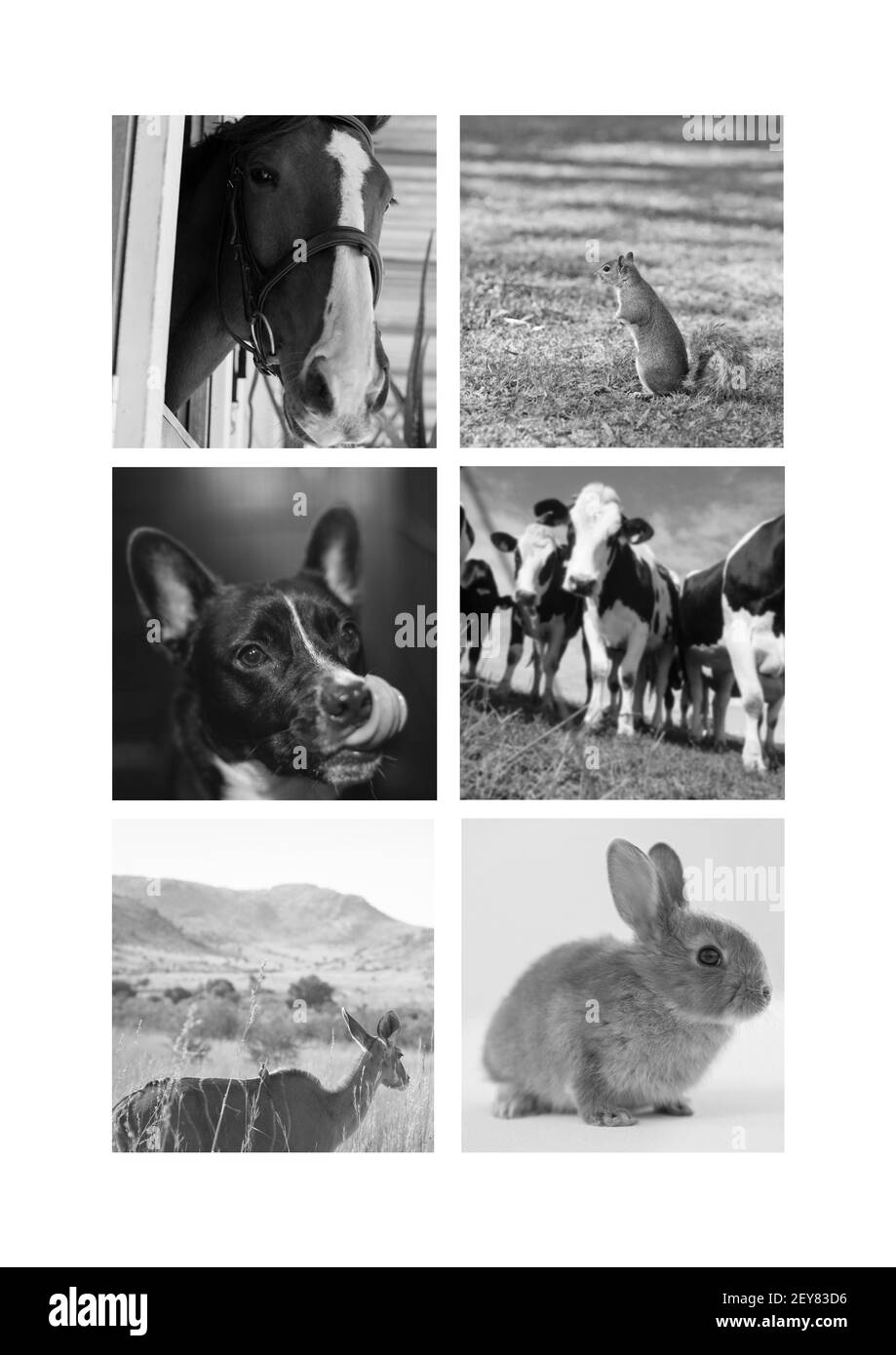 Kombination von sechs Schwarz-Weiß-Fotos von Tieren Stockfoto