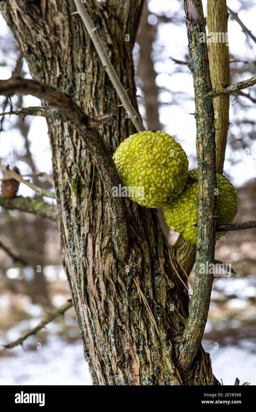 Osage Orange, Maclura pomifera, Früchte im Winter im Zentrum von Michigan, USA Stockfoto