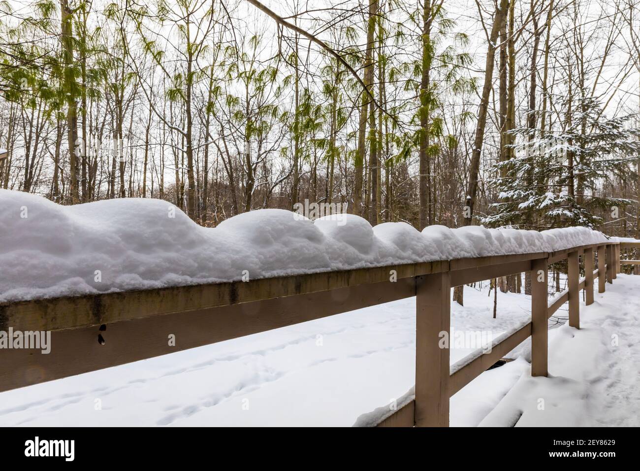 Die Deckbahn wurde im Winter von den Sinuswellen eines Eastern Grey Squirrel im Zentrum von Michigan, USA, gesägt Stockfoto
