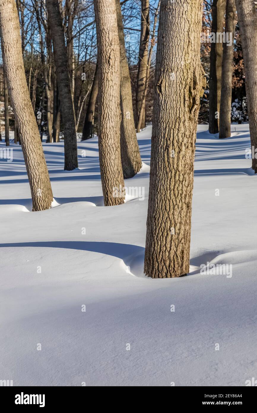 Baumschatten an einem sonnigen Wintertag im Zentrum von Michigan, USA Stockfoto