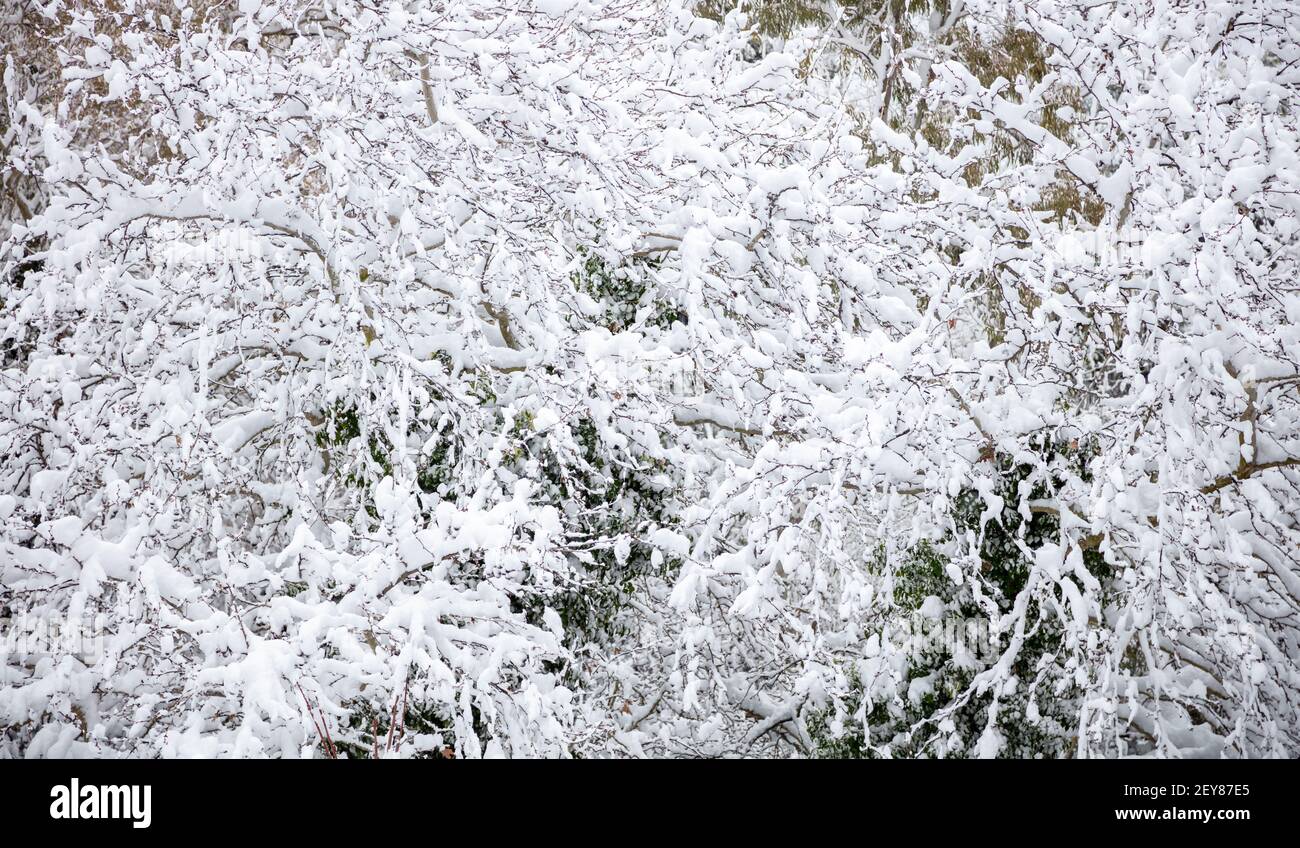 Weihnachtskarte im Winterkonzept. Weicher Schnee auf Bäumen Äste Hintergrund, Textur. Verschneite Ferien mit Pflanzen bedeckt mit Schneeflocken. Wa Stockfoto