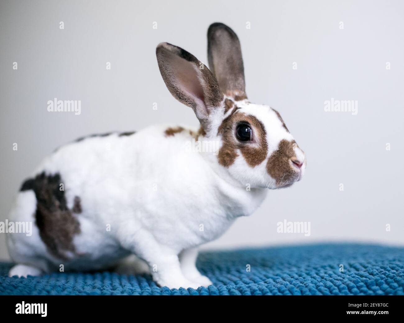 Ein brauner und weißer Rex Rasse Haustier Kaninchen sitzen auf Eine blaue Decke Stockfoto
