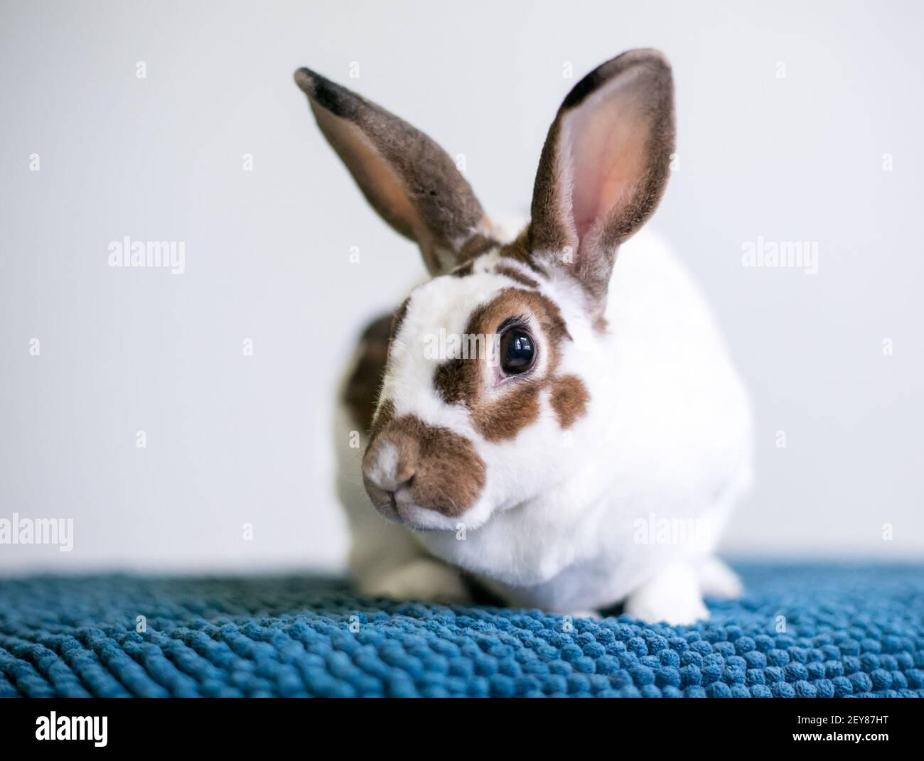 Ein brauner und weißer Rex Rasse Haustier Kaninchen sitzen auf Eine blaue Decke Stockfoto