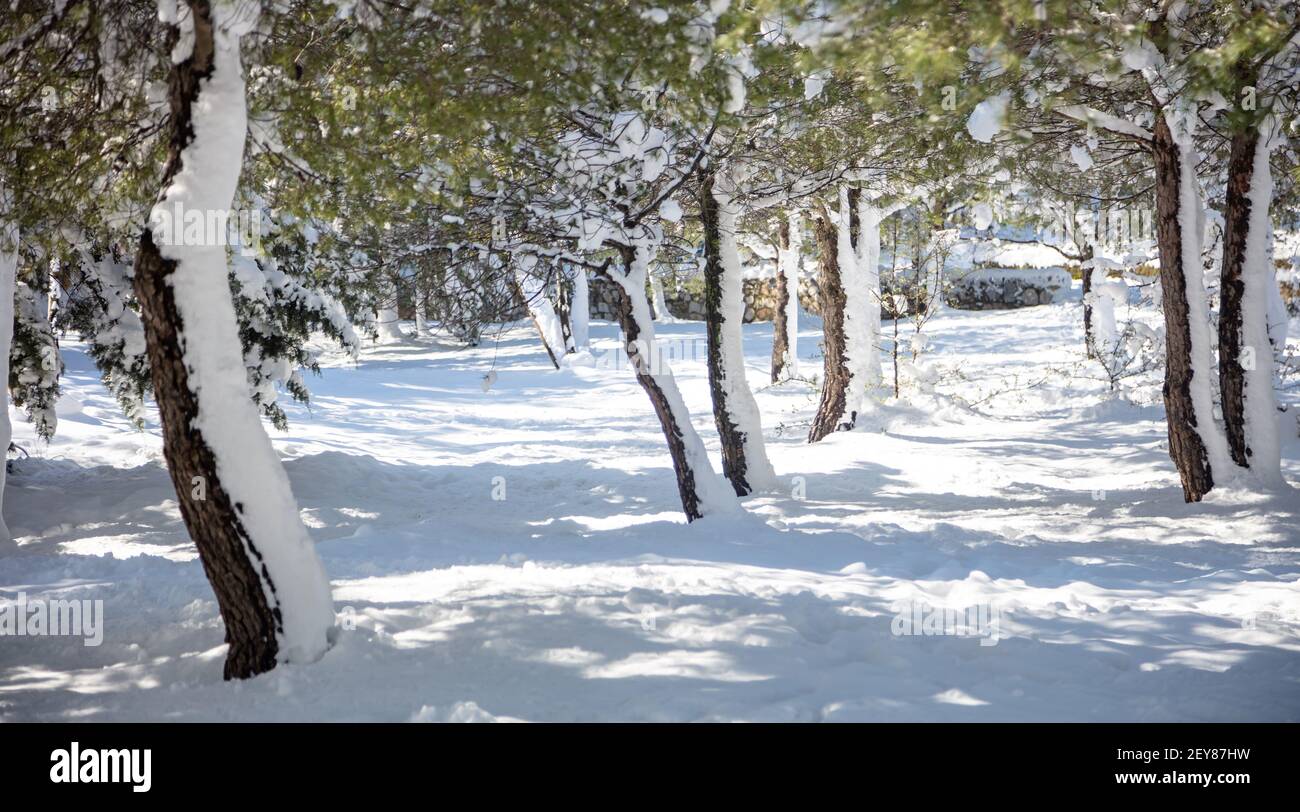 Verschneite Bäume und Äste mit grünen Blättern. Wintertag im Wald mit schwerem Schnee und Sonnenstrahlen zu versuchen schmelzen es Hintergrund, Textur. Fußwege leer, nein Stockfoto