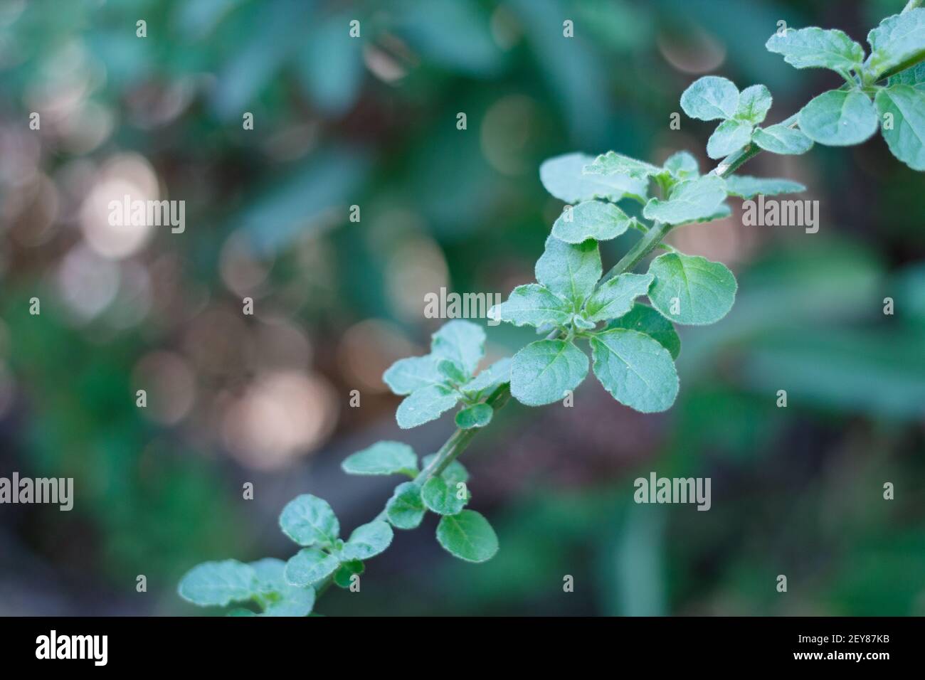 Eiförmig gewellte Blätter von Chaparral Nachtschatten, Solanum Xanti, Solanaceae, einheimischer Unterstrauch im Topanga State Park, Santa Monica Mountains, Winter. Stockfoto