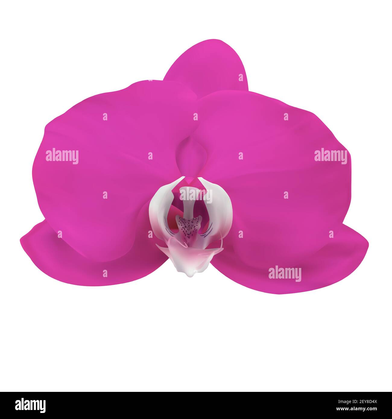 Realistische 3D lila Orchideenblume isoliert auf weiß. Vektorgrafik EPS10 Stock Vektor