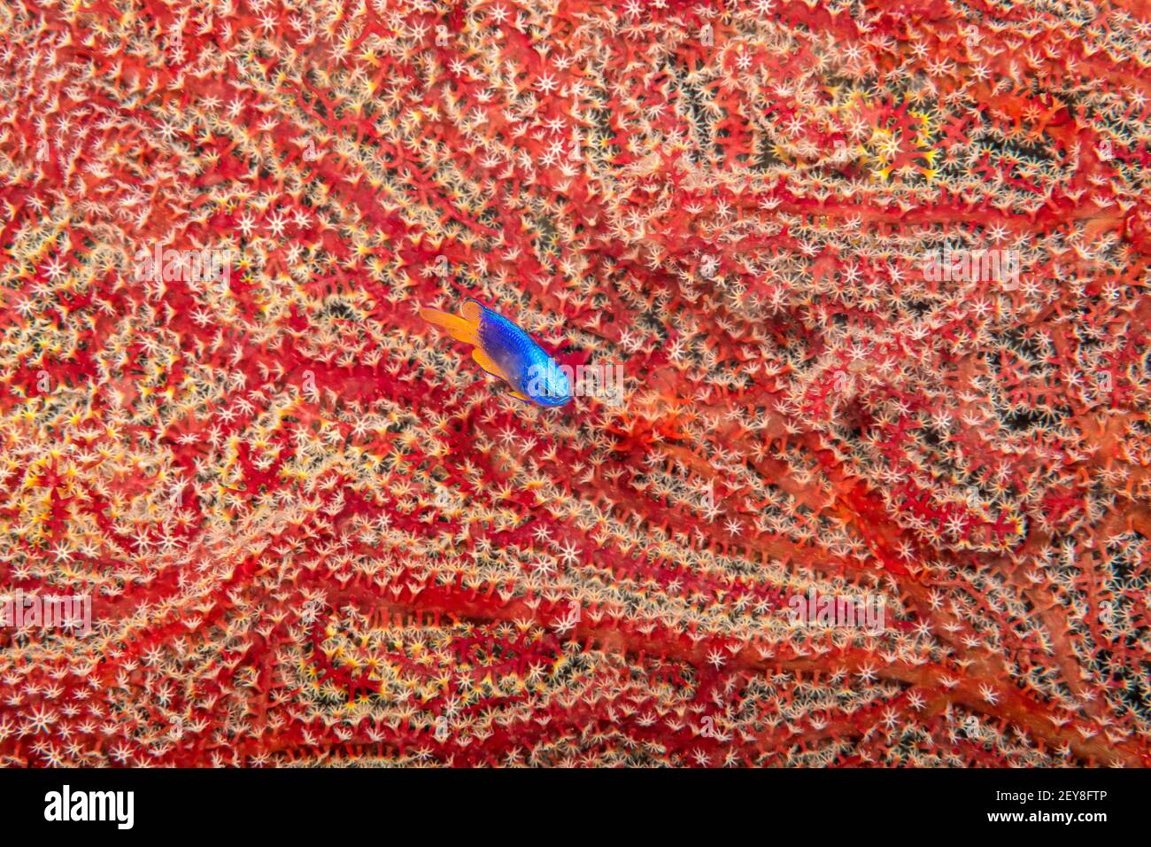 Ein großer Fan von Gorgonien-Korallen ist der Hintergrund für Arnaz's damegoistic, Chrysiptera arnazae, Philippinen. Erwachsene bewohnen Lagune und Seeriff bei A Stockfoto